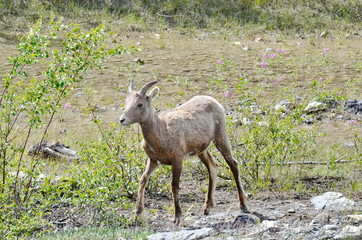 Naklejka na ściany i meble Grazing Wild Mountain Goat along a stream in Jasper National Park