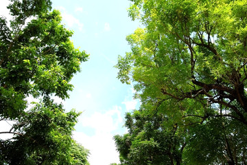 top of trees and blue sky, uprisen angle