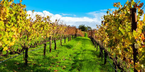 Grape Vineyard in Autumn, with leaves changing colors - Sonoma, California