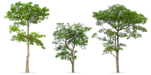 collection of trees isolated on white
