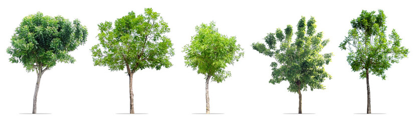 collection of trees isolated on white (tree name: dolichandrone serrulata)