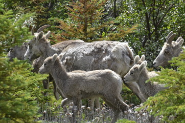 Fototapeta premium Grazing Wild Mountain Goats along a stream in Jasper National Park