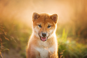 Cute and happy Red Shiba Inu Puppy Dog Sitting Outdoor In Grass During golden Sunset.