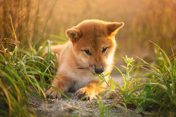 Cute and happy Red Shiba Inu Puppy Dog lying Outdoor In Grass During golden Sunset.
