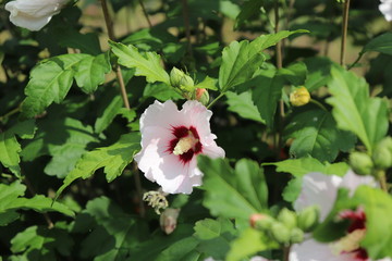 Hibiskus, Roseneibisch, Blume, Blumen, weiß, Garten, Biene