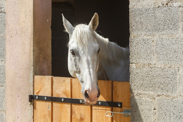 Head of a white horse out of his box