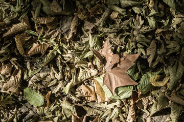 Folhas caidas no chão de um parque fazendo um fundo que pode ser usado como textura