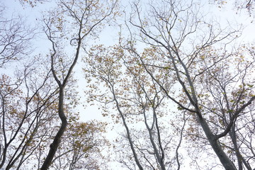 Brooklyn Trees