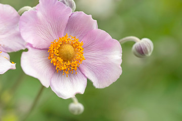 Beautiful  autumn anemone flower in the garden close-up. Anemone hupehensis, Japanese anemone or  windflower.