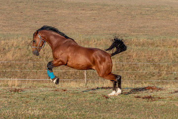 Turnierpferd auf der Sommerweide