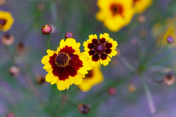Blooming coreopsis tinctoria in the garden. Plains coreopsis, garden tickseed, golden tickseed,  or calliopsis. Place for text