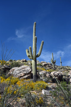 Saguaro cactus in the desert in spring