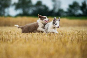 Fototapeta premium Two border collie puppies running in a stubblefield