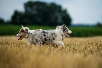 Border collie puppies in a stubblefield