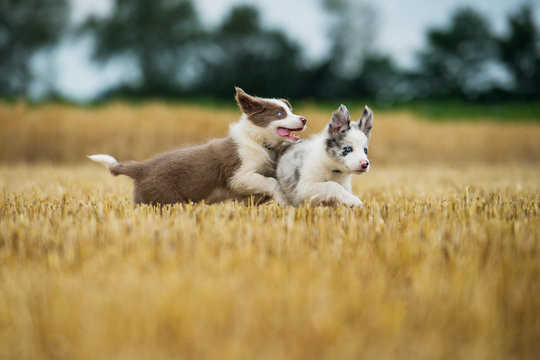 Two border collie puppies running in a stubblefield