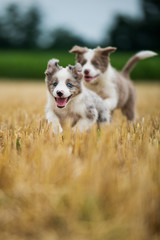 Running border collie puppies in a stubblefield - 281995307