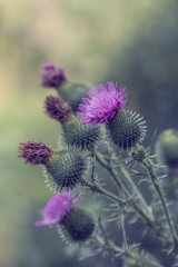 flower musk thistle, Carduus nutans, also known as thistle or nodding plumeless thistle) with shallow focus and blurry background