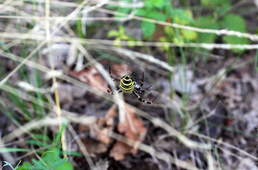 Argiope spider sits on a web