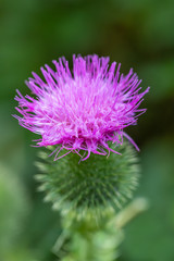 flower musk thistle, Carduus nutans, also known as thistle or nodding plumeless thistle) with shallow focus and blurry background