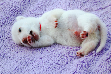 White puppy lies on his back on the bedspread. Copy space for placing text or caption.
