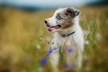 Border collie puppy in a flower meadow
