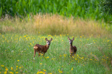 Row deer baby graze on summer meadow, Czech wildlife