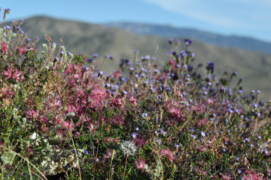 Wildflowers in the Arizona desert in spring