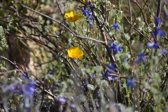 Blooming yellow and blue spring flowers in the Arizona desert