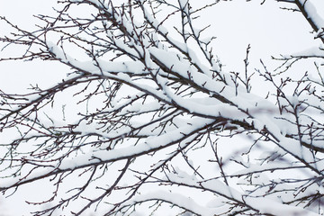 Tree branches under a snow cap. Winter tree_