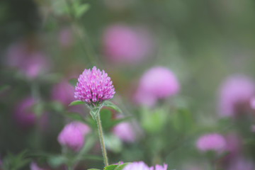 blooming pink clover or Trifolium pratense and green grass close-up. Pink clover flowers in spring