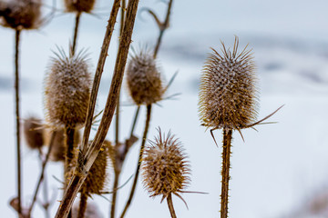 Dry thistle branches against snow background in winter_