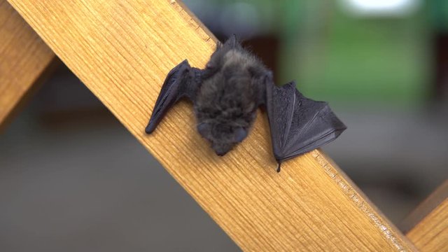 Bat day sits on a summer house