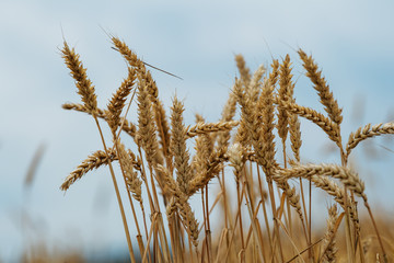 Fototapeta premium Golden corn with blue sky background