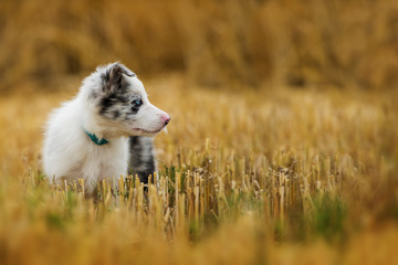 Border collie puppy standing in a stubblefield