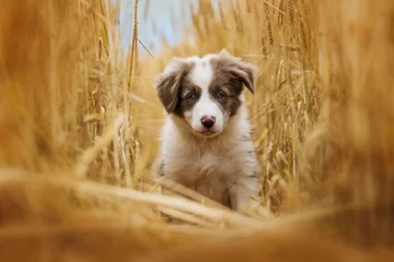 Fotobehang Border collie puppy sitting in a stubblefield © DoraZett