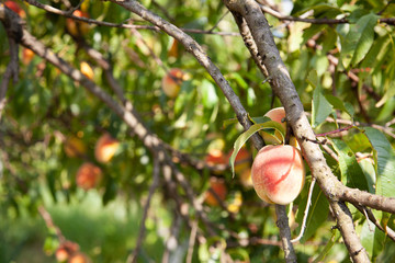 tree branches with the fruit of ripe peach flavored