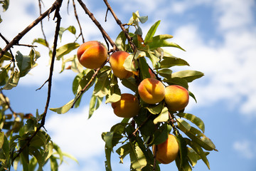tree branches with the fruit of ripe peach flavored