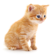 Kitten on white background.