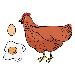 HEN, CHICKEN, EGG AND POACHED EGG ILLUSTRATION