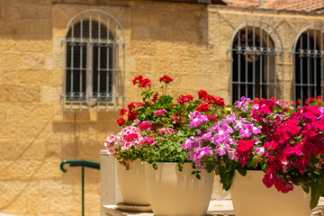 colorful flower bed composition center in photography of European old city street sunny outdoor environment without people 