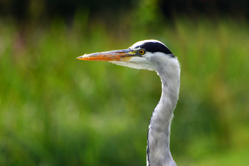 Close Up of Grey Heron head