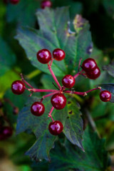 Obraz premium Cold toned cluster of viburnum berries against blurred green-blue background