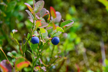 Blueberry berries close-up. Blueberry berry on a branch close up in the woods. Copy space.