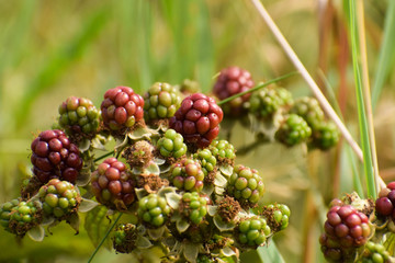unripe blackberries on a bush