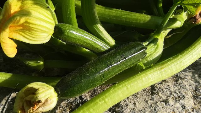 courgette sur son plant