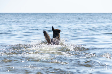 The Gulf of Finland. Young energetic half-breed dog is jumping over water. Doggy is playing in water. Sunstroke, health of pets in the summer. How to protect your dog from overheating.