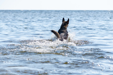 The Gulf of Finland. Young energetic half-breed dog is jumping over water. Doggy is playing in water. Sunstroke, health of pets in the summer. How to protect your dog from overheating.