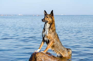 The Gulf of Finland. Young energetic half-breed dog is standing on a stone at sunset. Doggy is playing in water. Sunstroke, health of pets in the summer. How to protect your dog from overheating.