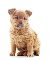 Little brown puppy.
