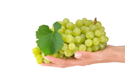 female hand holding grapes on white background